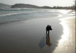 Levar ou não levar o seu cão para praia?