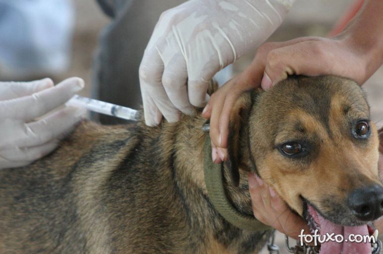 Saiba como vacinar o seu cachorro