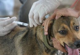 Saiba como vacinar o seu cachorro