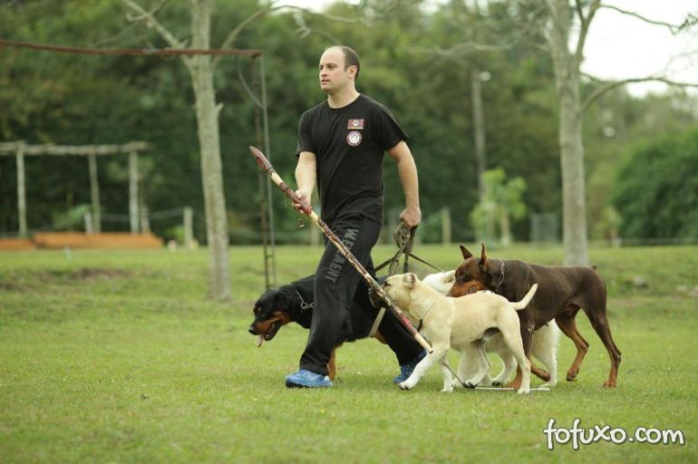 Conheça os segredos do Encantador de Cães Brasileiro
