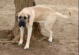 O que fazer quando o cachorro adulto não para de urinar na casa inteira?