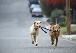 A importância do passeio para os cães