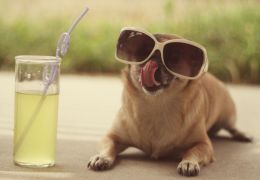 Dicas de drinks para beber com o seu cão