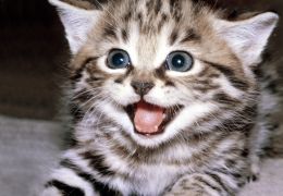 Dicas para deixar o seu gatinho mais feliz