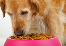 Saiba mais sobre vitaminas para cães