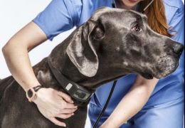 Coleira pode monitorar saúde dos cães