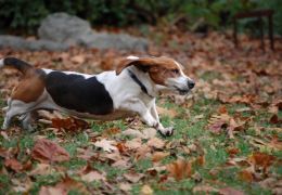 Cachorros agitados ou Hiperativos? 