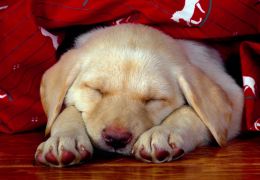 Saiba mais sobre o sono dos cachorros