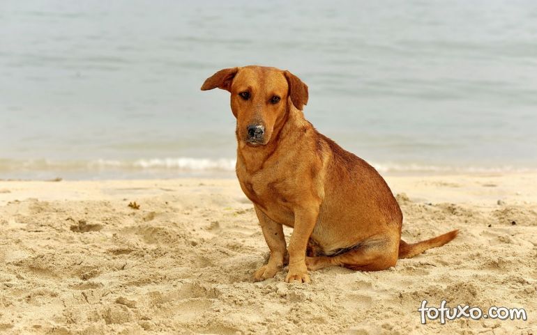 Conheça os riscos que envolvem os cães na beira da praia