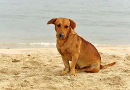 Conheça os riscos que envolvem os cães na beira da praia