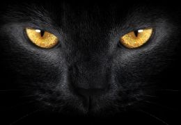 Quem tem medo de gato preto?