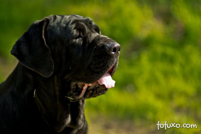 A importância do cálcio para o seu cão