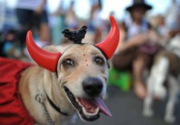 Conheça o Bloco de Carnaval para Cachorros 