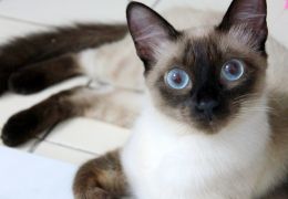 Dicas para cuidar da sua gata no Cio