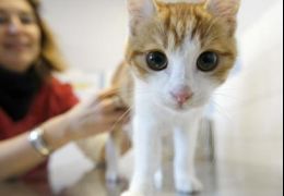 Francês é condenado depois de ser filmado agredindo um gato