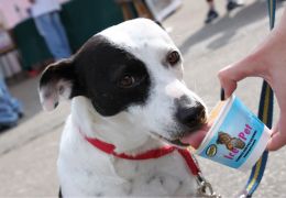 Conheça alternativas para refrescar o seu cão neste verão