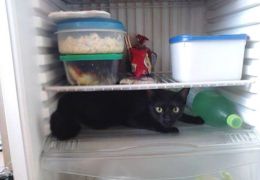 Gato dorme dentro da geladeira para fugir do calor