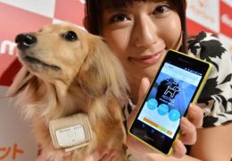 Operadora japonesa lança serviço para monitorar cachorros