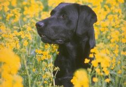 Como contar que o pet morreu para as crianças?