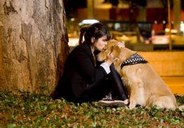 Novos estudos comprovam que cães identificam humor dos humanos