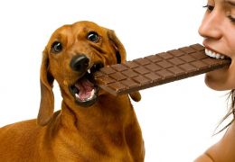 Chocolate: Motivo para não dar aos seus cães