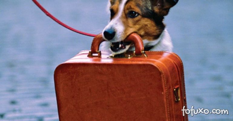 Passaporte para cães e gatos já começou a ser emitido