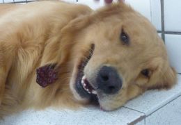 Hipotireoidismo em cães – Saiba mais sobre a doença