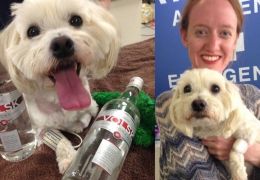 Cachorro encontra a cura em uma garrafa de vodca