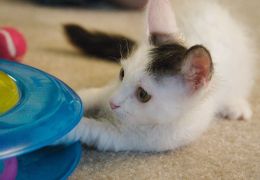 Dicas de brinquedos para seu gato