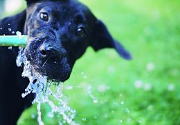Saiba identificar e tratar a desidratação em cães