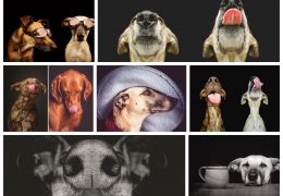 Fotógrafo registra seus cachorros em momentos de descontração