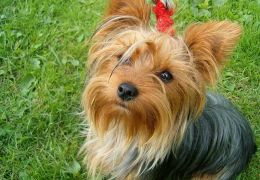 Pet Shop foi condenada por vender cachorro que estava em tratamento