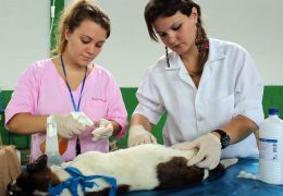 Esterilização de cães e gatos pode ser pauta esta semana 