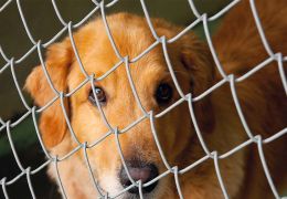 Exemplo: Jovens dedicam seu tempo para cuidar de cães carentes