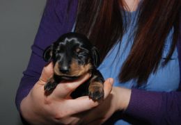 Conheça Mini Winnie – o cão clonado