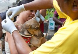 Rondonópolis testa novo projeto contra leishmaniose