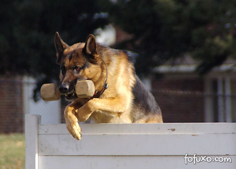 Schutzhund: Saiba mais sobre esta atividade canina