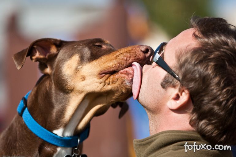 Universidade brasileira realiza estudo de comunicação entre cães e donos