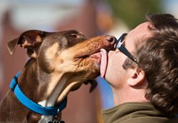Universidade brasileira realiza estudo de comunicação entre cães e donos