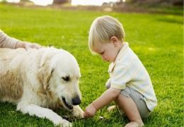 Você sabe quando o seu cão se torna um idoso?