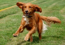 Como correr com seu cão sem correr riscos