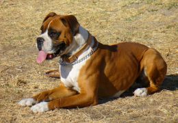 Sinais de doenças cardíacas no seu cão