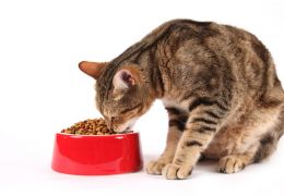 Cuidados com os pratinhos do seu gato
