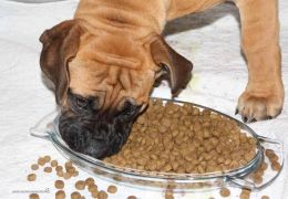 Cuidados com cães que comem muito rápido