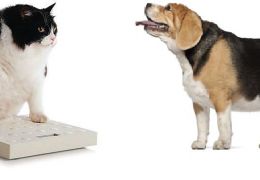 Obesidade em cães e gatos
