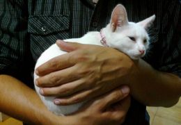 Estudos dizem que os homens preferem os gatos