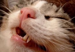 É possível escovar os dentes dos gatos?