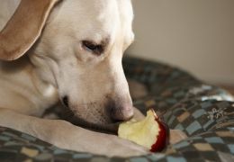 Dicas de como lidar com cães que roubam comida