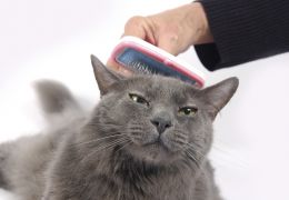 Dicas na hora de escovar os pelos do seu gato