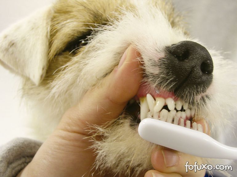 Problemas bucais no cão podem causar complicações mais graves